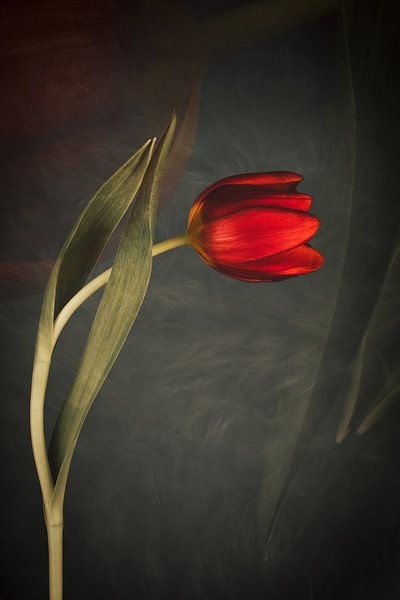 Stilleven met tulp van Anneliese Grünwald-Märkl