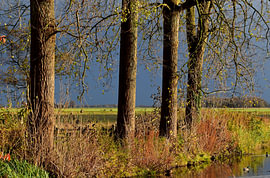 Bomen aan het Thesingermaar 4 van Erik Buitenhuis