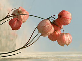 Zarte Lampions