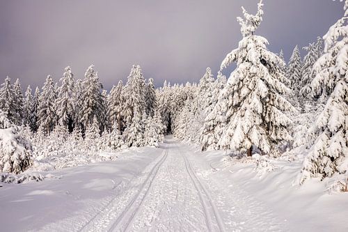 Langlaufen in het besneeuwde Thüringer Woud bij Floh-Seligenthal - Thüringen - Duitsland