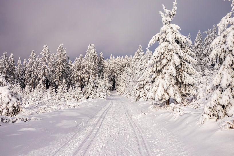 Cross-country skiing in the snowy Thuringian Forest near Floh-Seligenthal - Thuringia - Germany by Oliver Hlavaty