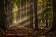 Magische zonnestralen door het bos van Moetwil en van Dijk - Fotografie thumbnail