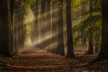 Magische Sonnenstrahlen durch den Wald von Moetwil en van Dijk - Fotografie