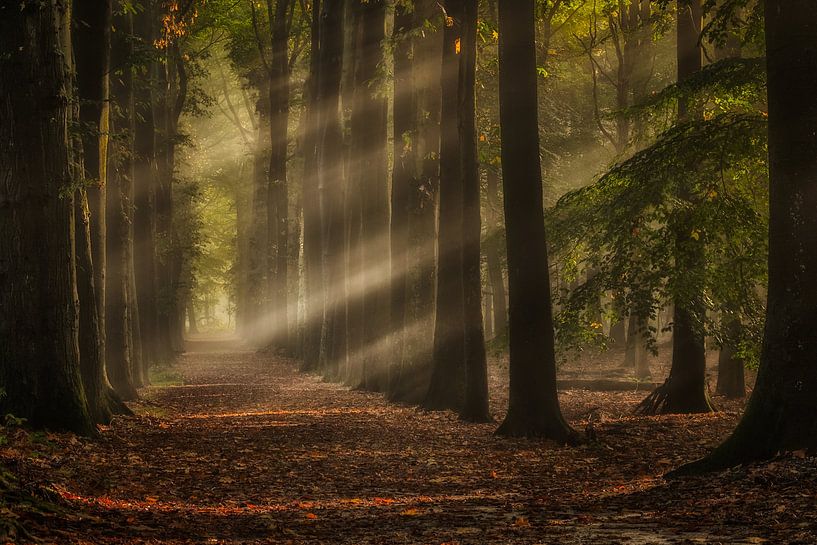 Magische zonnestralen door het bos van Moetwil en van Dijk - Fotografie