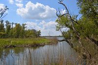 Biesbosch national park