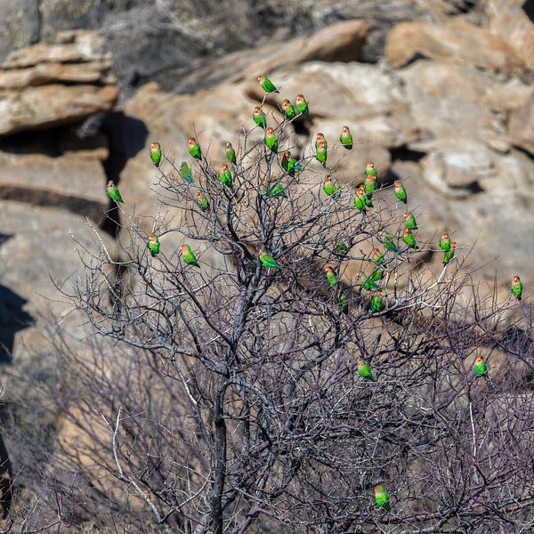 Rosenköpfchen Papageien in Namibia by Poster Art Shop