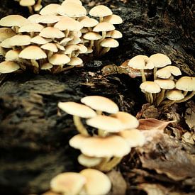 Groupe de champignons blancs sur un tronc d'arbre | Pays-Bas | Photographie de nature et de paysage sur Diana van Neck Photography