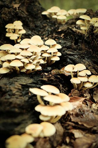 Groepje witte paddenstoelen op een boomstam | Nederland | Natuur- en Landschapsfotografie