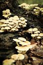 Groepje witte paddenstoelen op een boomstam | Nederland | Natuur- en Landschapsfotografie van Diana van Neck Photography thumbnail