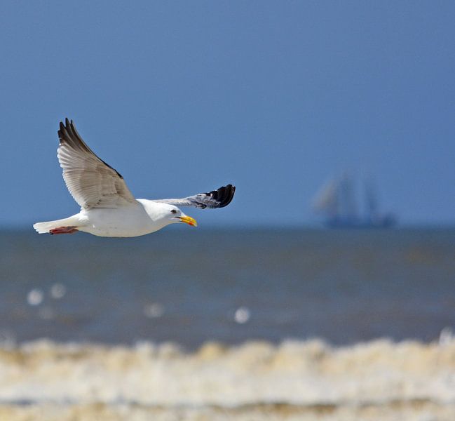 Meeuw in Scheveningen von Hilda van Welzen