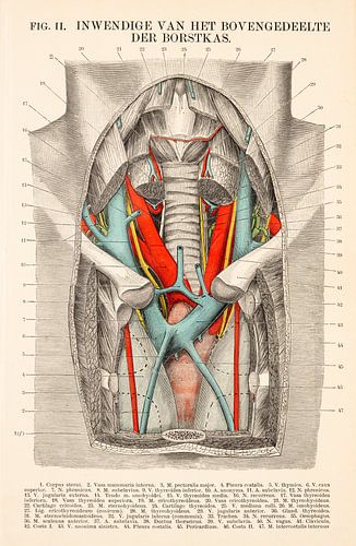 Anatomie. Intérieur de la partie supérieure du thorax