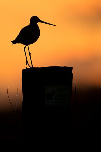 Grutto op paal in tegenlicht tijdens zonsondergang
