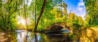 Forest with brook