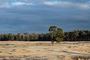 Winter auf Gut Heidestein Bornia in Driebergen Zeist