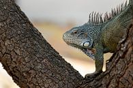 Portrait photo green iguana Curacao by Dennis en Mariska thumbnail