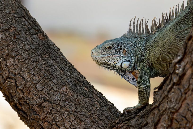 Portrait photo green iguana Curacao by Dennis en Mariska