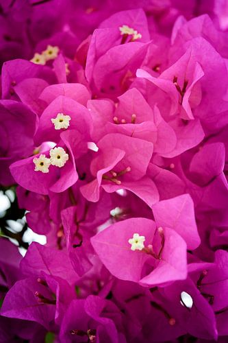 Explosie van kleur: bougainvillea in bloei
