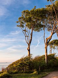 Küstenwald an der Ostseeküste bei Nienhagen sur Rico Ködder