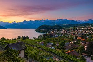 Sonnenaufgang in Spiez im Berner Oberland