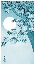Blühende Kirschblüten im Mondlicht in kühlem Indigoblau (Ohara Koson)