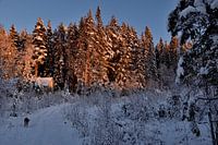 Forest in low sunlight