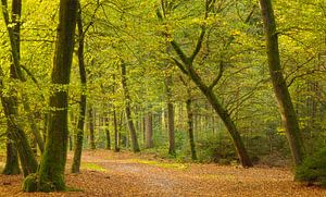 Speulder- en Sprielderbos (Nederland) van Marcel Kerdijk