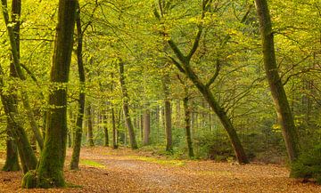 Speulder and Spielder forest (Netherlands) by Marcel Kerdijk