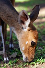 Young kudu by Eric van Duijn