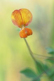 Solid birdsfoot Trefoil by Astrid Brouwers