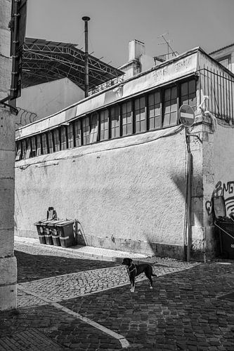 Die Hunde von Lissabon