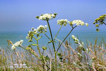 Witte bloemen met op de achtergrond de zee van Ingrid van Sichem