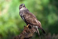 buizerd roofvogel