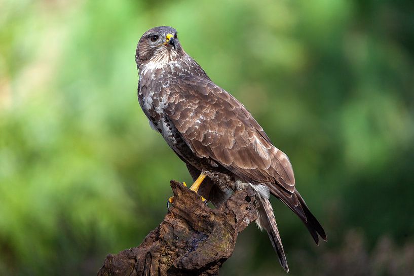 buizerd roofvogel van Björn van den Berg