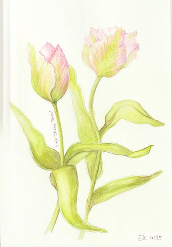 Botanische tekening - Tulpen van Esthers Nature Studio