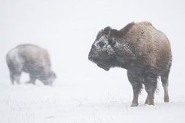 American Bison / Bisons ( Bison bison ) in harsh winter weather, during a blizzard, snow storm, heav by wunderbare Erde