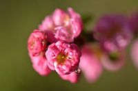 Blühende Prunus mit einem hängenden Tropfen