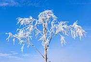 White snow-covered treetop by Adelheid Smitt thumbnail