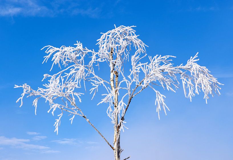 White snow-covered treetop by Adelheid Smitt