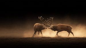 Burling Duell im goldenen Morgennebel