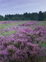 Flowering heather