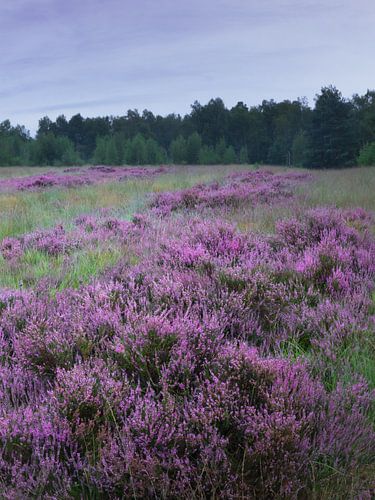 Bloeiende heide