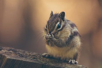 Siberische Grondeekhoorn, eekhoorn, chipmunk op boomstam van Maarten Oerlemans