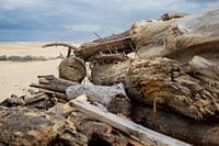 Sea wood
