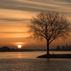 Lever du soleil sur un arbre sur Moetwil en van Dijk - Fotografie