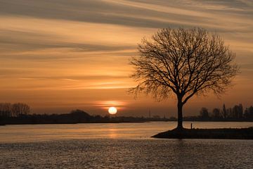 Hollands rivierenlandschap: zonsopkomst bij boom van Moetwil en van Dijk - Fotografie