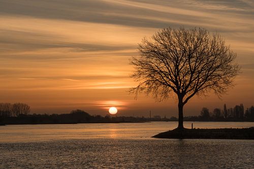 Hollands rivierenlandschap: zonsopkomst bij boom