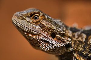 Portrait d'un dragon barbu