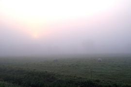 schaap in mist von Aad van der linden