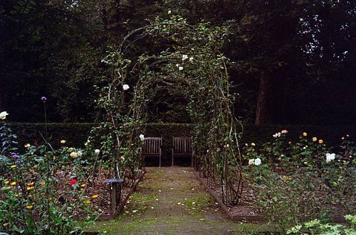 Rose garden