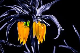 Kaiserkrone schwarz-weiß mit gelben Blüten Pflanzenblüte von Frank Ketelaar